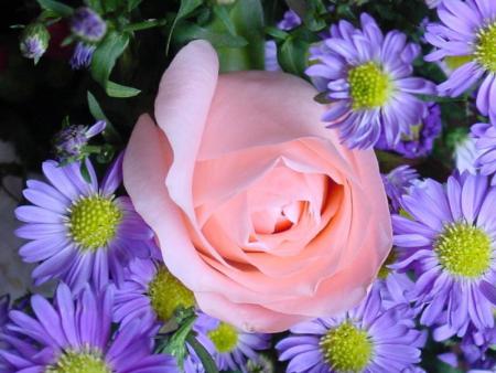 rose rose